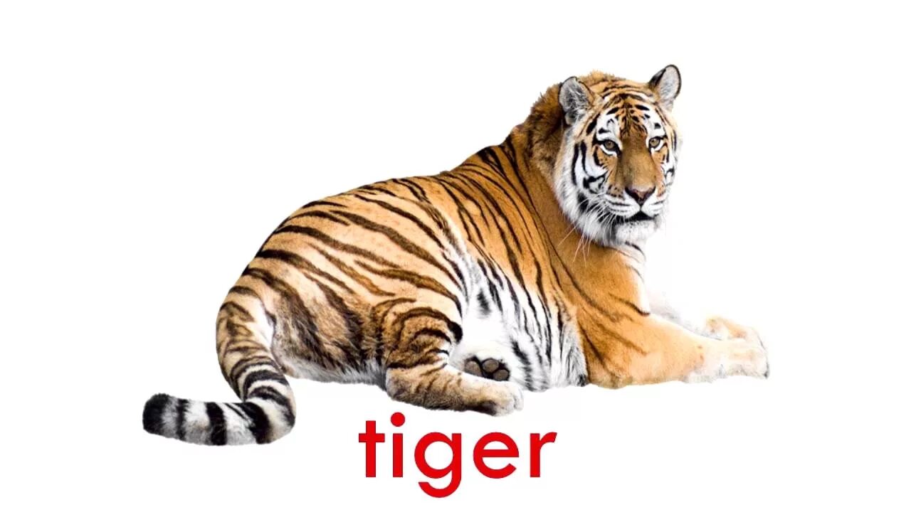 Тайгер на русском. Тигр карточка для детей. Тигр рисунок. Тигр рисунок на прозрачном фоне. Тигр на белом фоне.