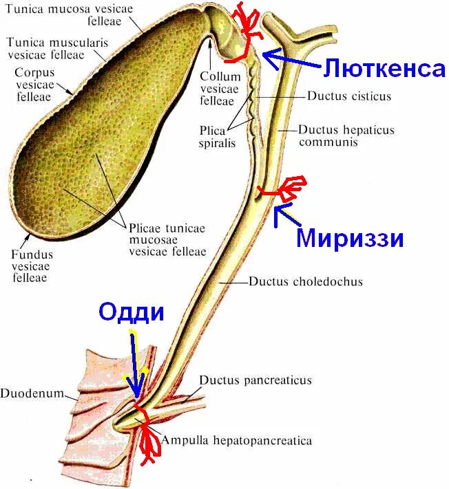 Желчный пузырь сфинктер Люткенса. Анатомия желчного пузыря сфинктеры. Сфинктеры желчного пузыря схема. Сфинктеров Одди, Люткенса, Мирицци.