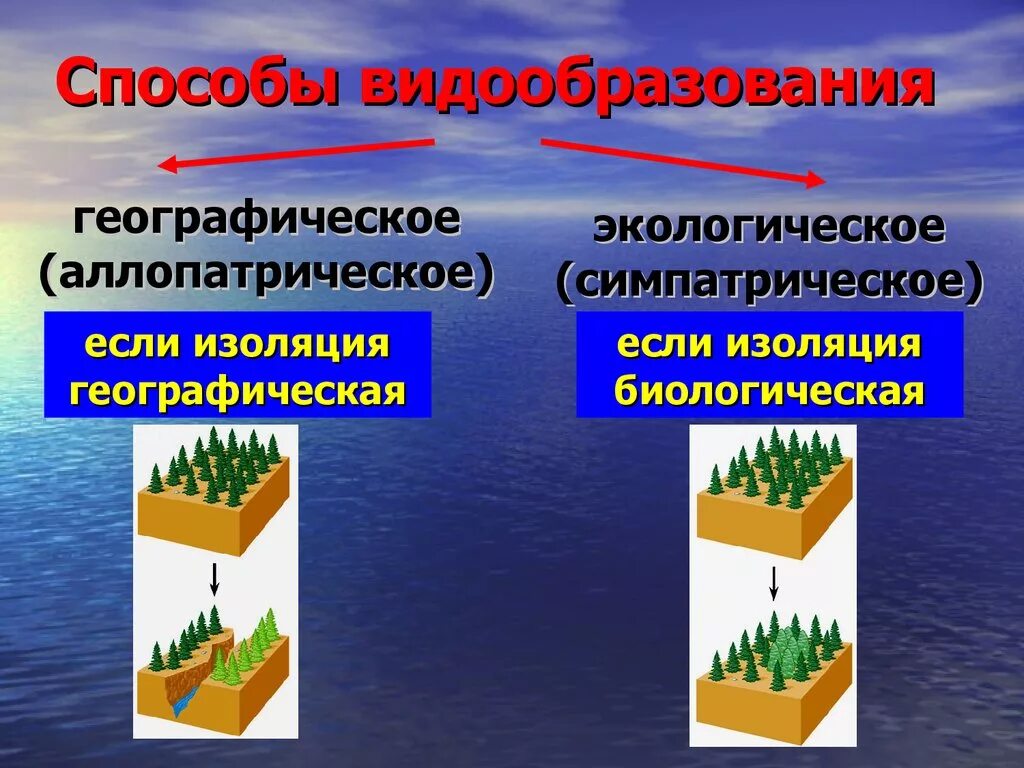 Аллопатрическая изоляция. Аллопатрическое и симпатрическое видообразование. Способы симпатрического видообразования. Аллопатрическое (географическое) видообразование. Аллопатрический способ видообразования.