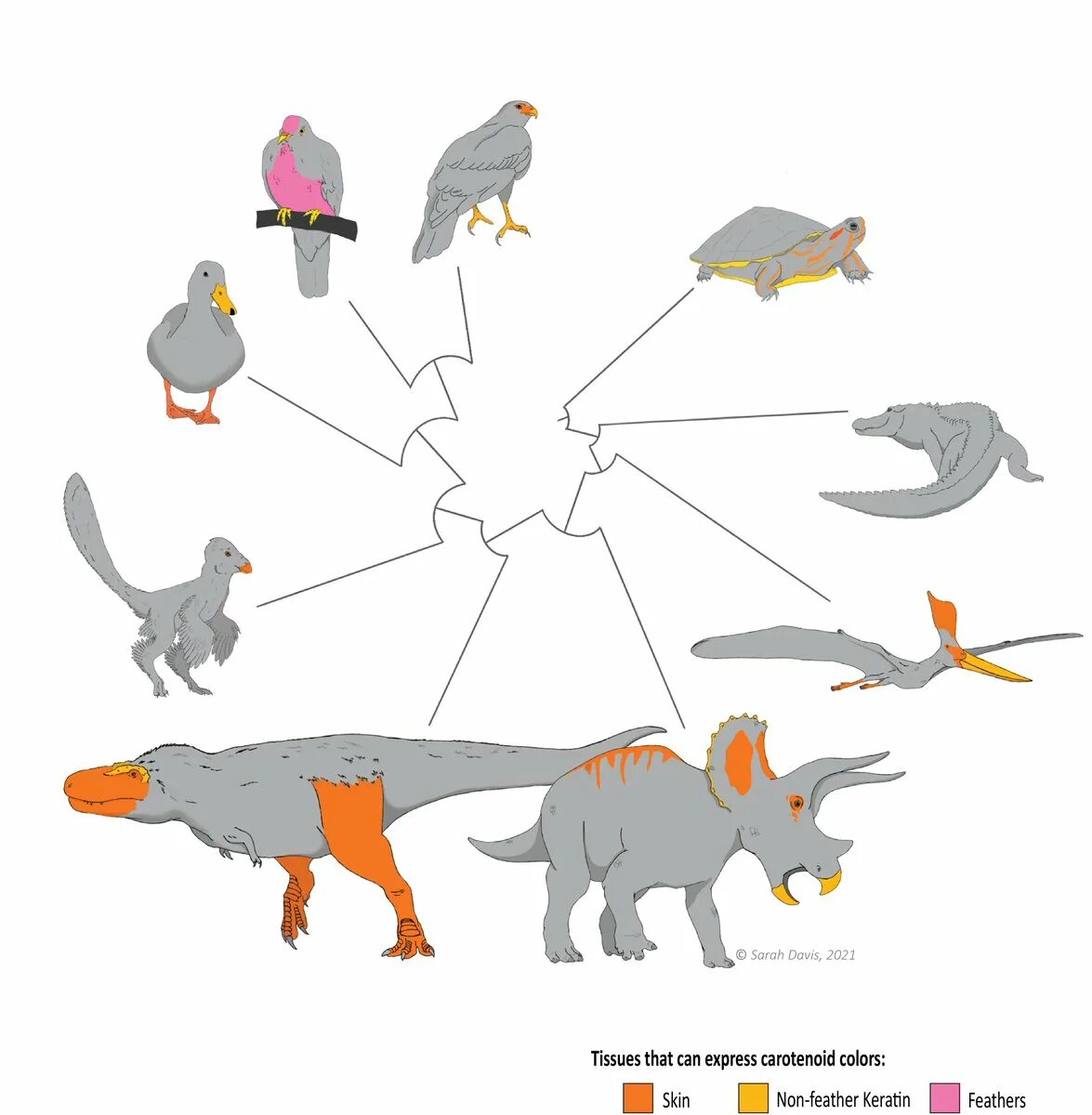 Эволюционное Древо динозавров. Предки динозавров. Пищевая цепочка динозавров. Эволюционное Древо птиц. Ближайший родственник динозавра
