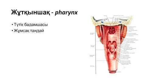 Қар туралы түсірілім