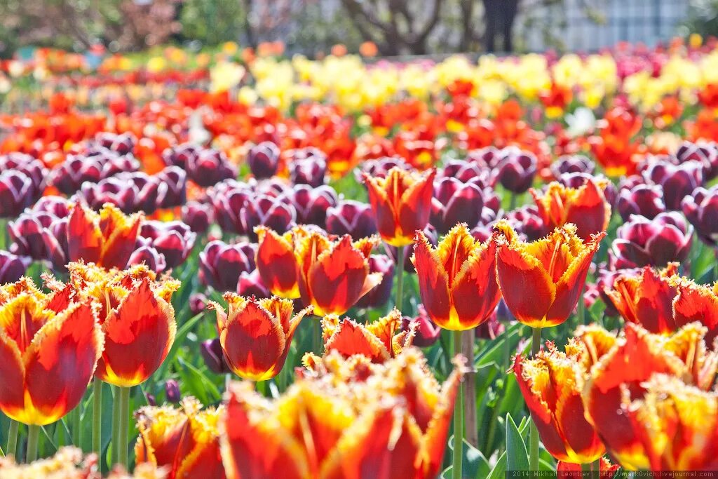 Парад тюльпанов никитский ботанический. Ботанический сад тюльпаны. Тюльпаны в крыму ботанический сад. Бал тюльпанов в никитском ботаническом. Никитский ботанический сад фестиваль тюльпанов.
