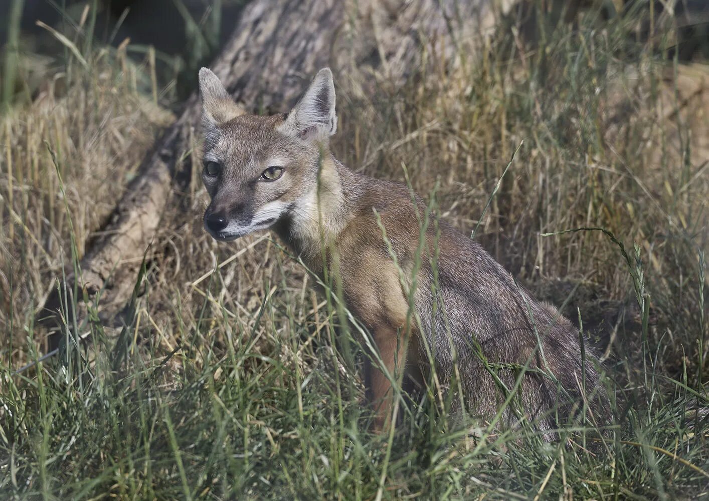Corsac fox. Ф корсак. Корсак человек. Американский корсак. Корсак.