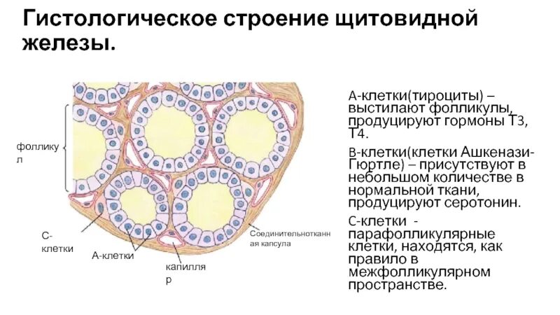 Тироциты щитовидной железы строение. Щитовидная железа гистология. Щитовидная железа гистология препарат. Фолликулы щитовидной железы гистология. Эндокриноциты.