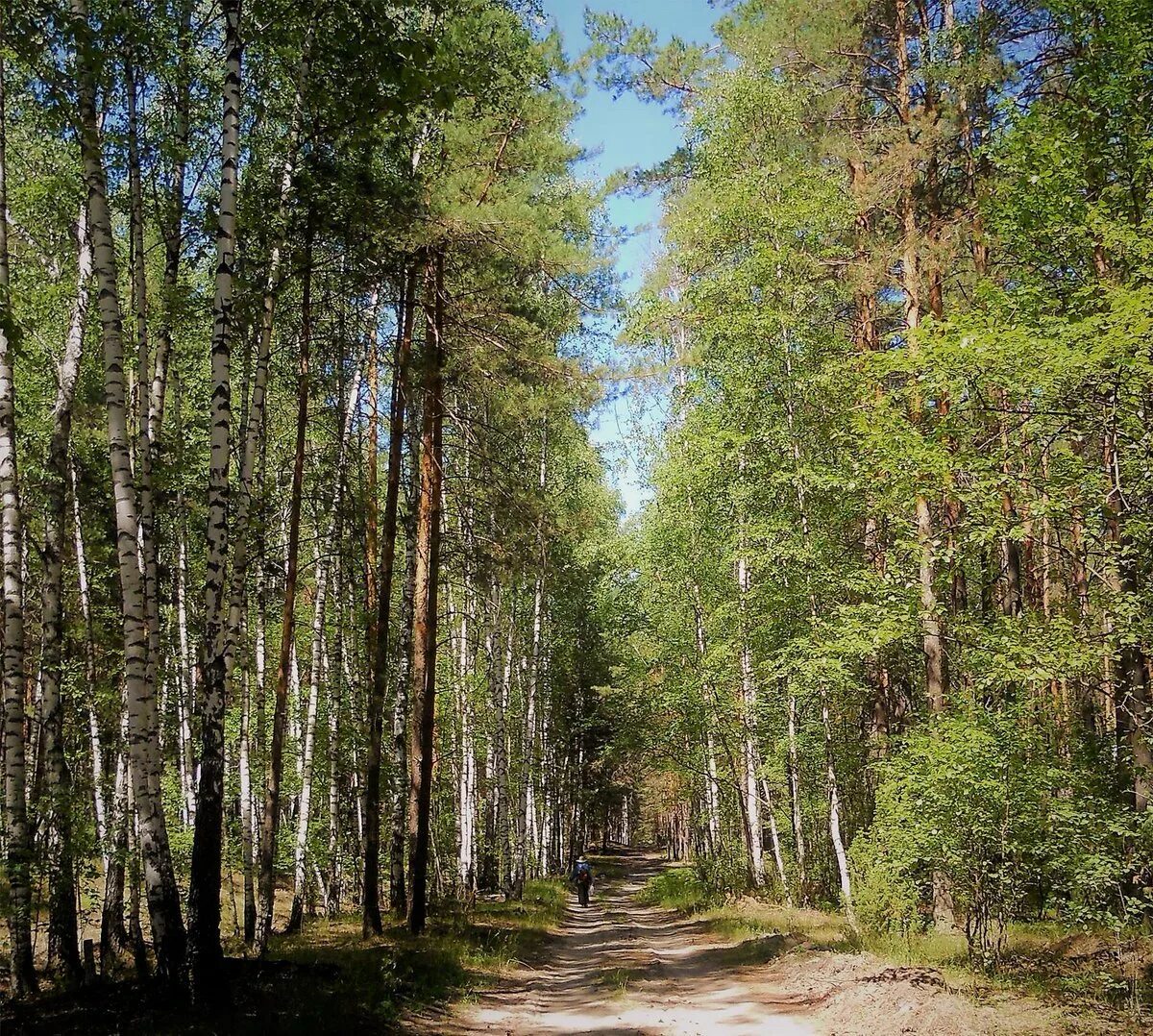 Мещера рязань. Мещерский лес Рязань. Мещерский край. Солотча. Солотча Рязань лес. Нац парк Мещера.