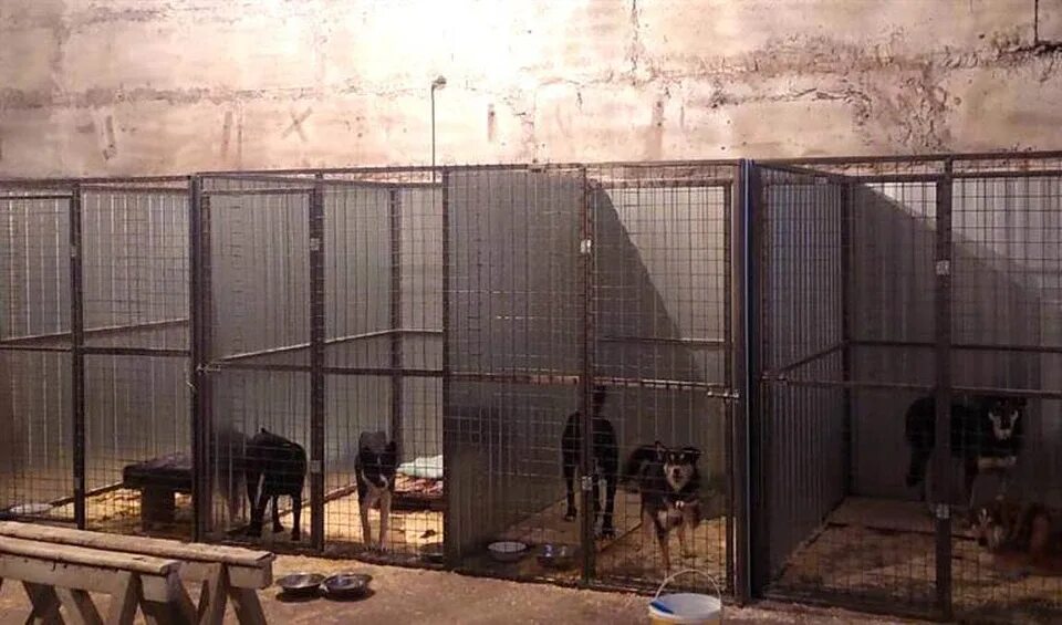 Бездомные животные красноярска