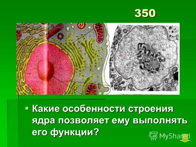 Какие особенности строение ядра. Особенности строения ядра. какая особенность у ядра. какие особенности и строение у ядра. какие особенности строения ядра позволяют выполнять его функцию.