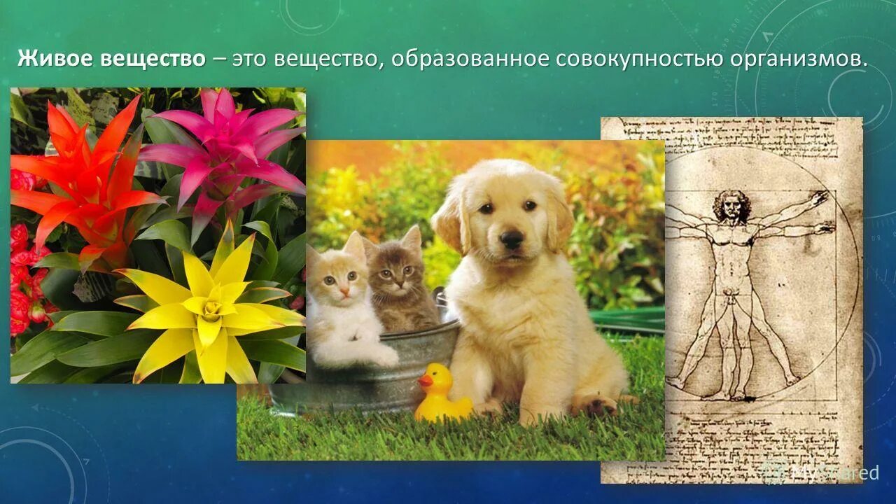 живые организмы в биосфере. жизнь и живое вещество. и вернадскому. роль живого вещества в биосфере. живое вещество по вернадскому.