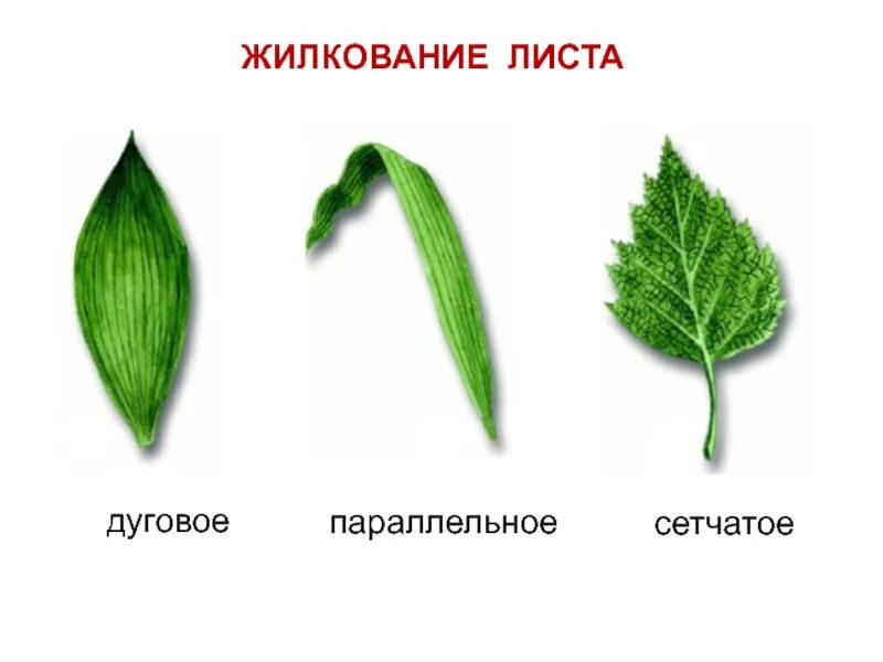 Типы жилкования листьев сетчатое. Жилкование листьев сетчатое параллельное дуговое. Жилкование: сетчатое (перистое), параллельное, дуговое. Тип жилкования листа параллельное дуговое сетчатое.