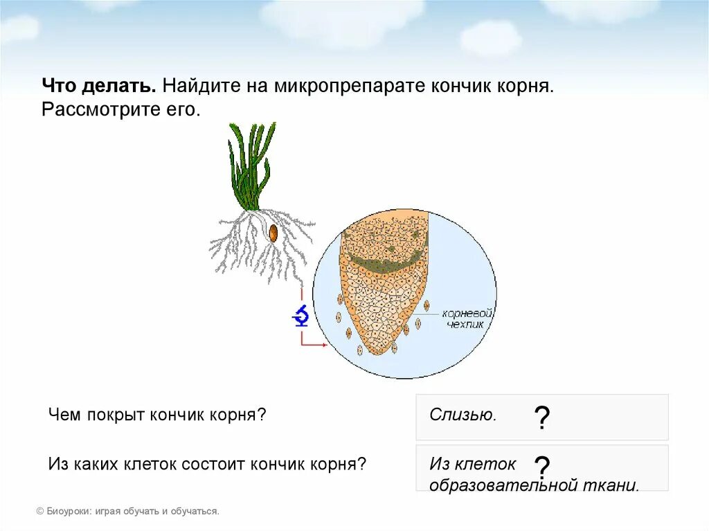 Корневой кончик. Строение корня. Микропрепарат строение корня. Корневой чехлик состоит из. Строение клеток корневого чехлика.