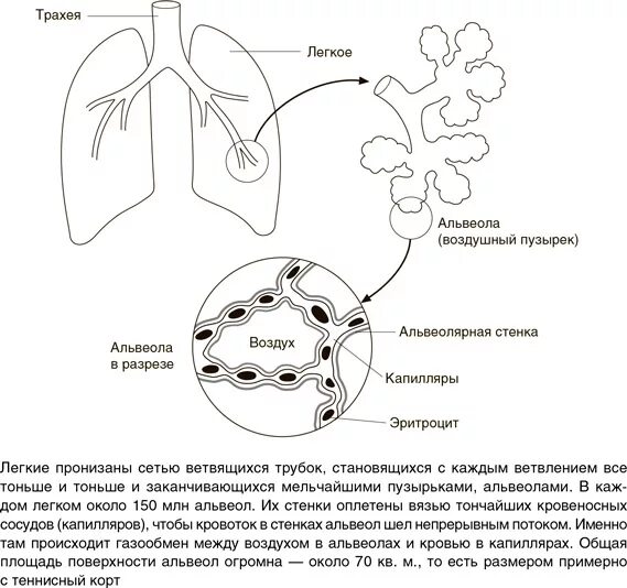 Насыщение кислородом капилляров альвеол повышение концентрации. Проследите путь эритроцита от капилляров стенки легочной. проследите путь эритроцита от капилляров к стенкам. проследите путь эритроцита от капилляров стенки легочной альвеолы. проследите путь эритроцитов от легких.
