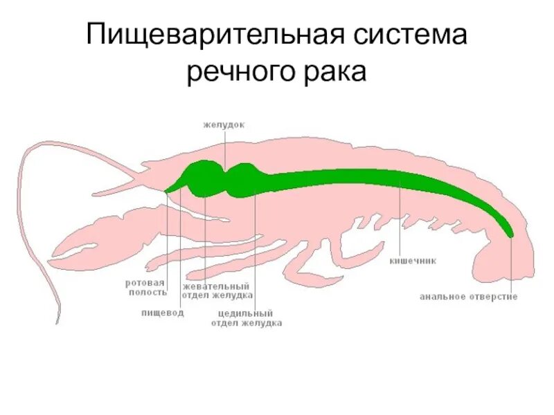 Особенности строения пищеварительной системы ракообразных. Строение пищеварительной системы ракообразных. пищеварительная система членистоногих ракообразные. пищеварительная система ракообразных схема. пищеварительная система членистоногих схема.