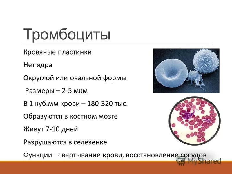 Тромбоциты количество функции