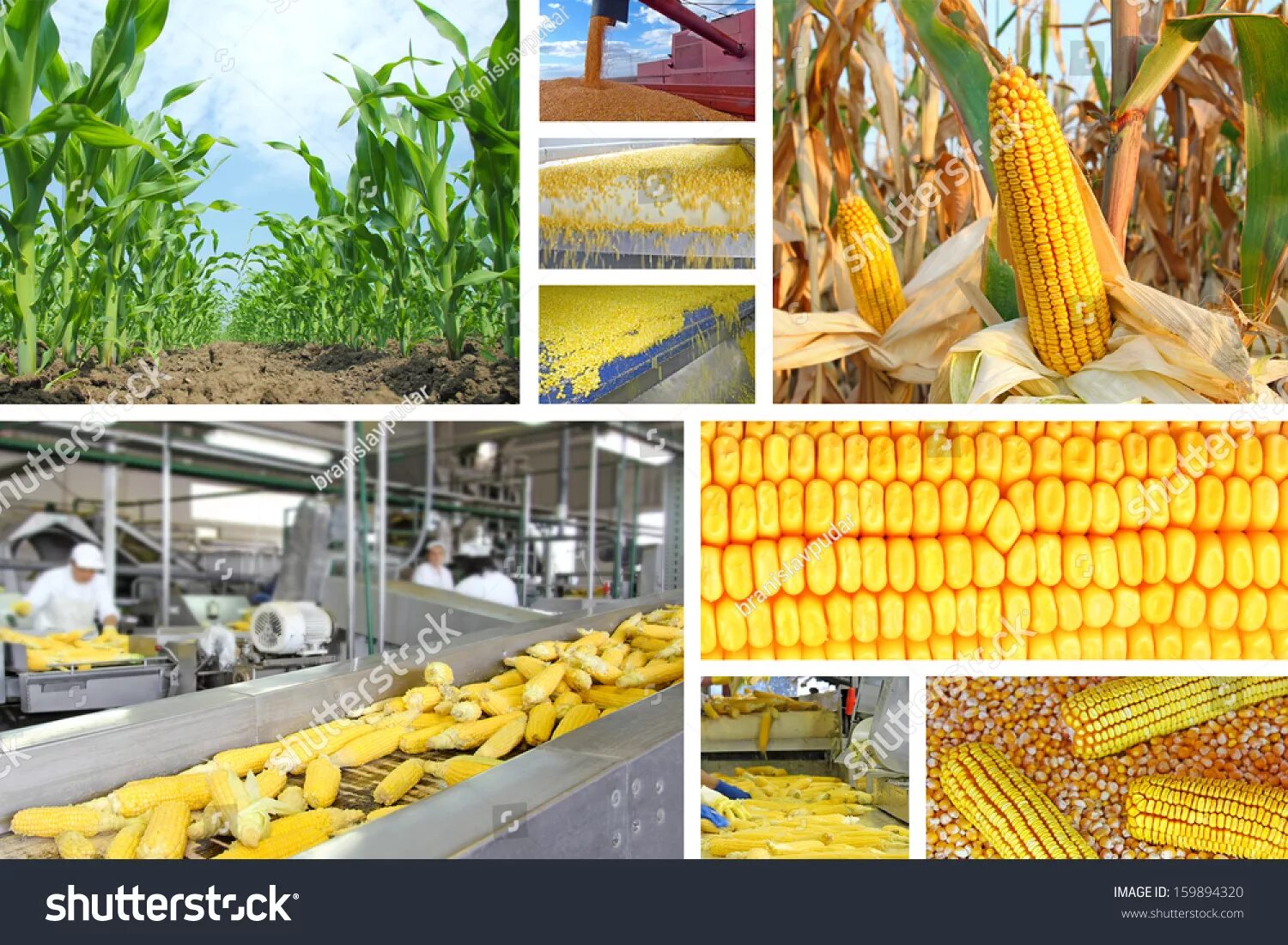 Field processing