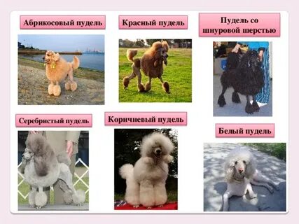 Таблица пуделей