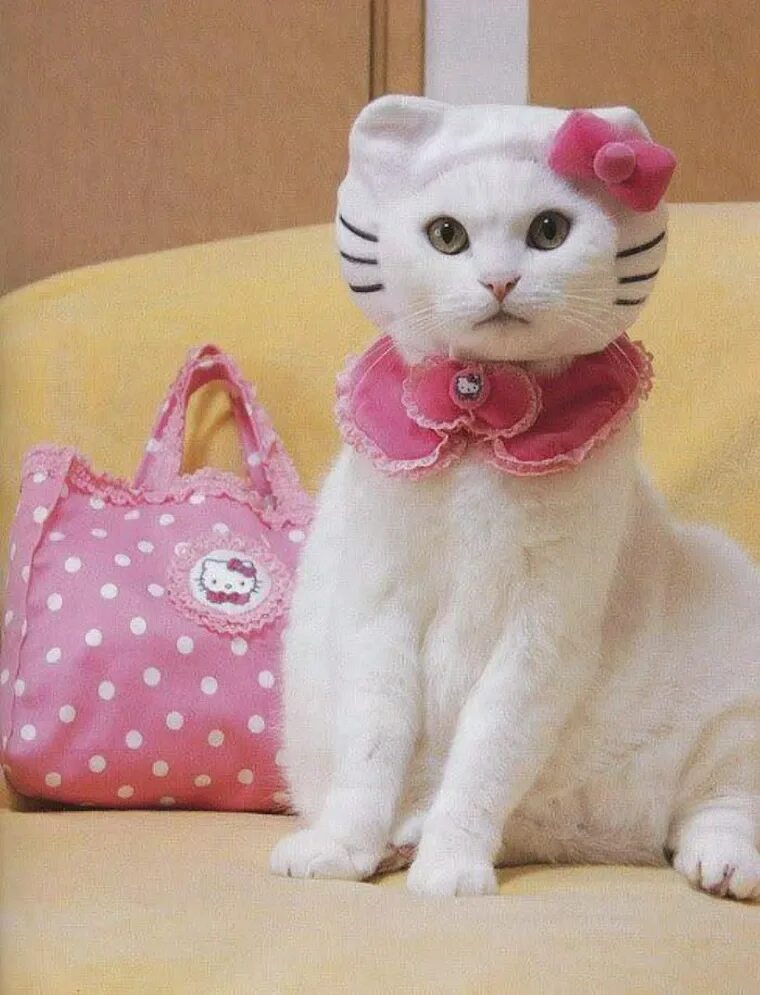 Картинки котята с одеждой. Картинки котята с одеждой