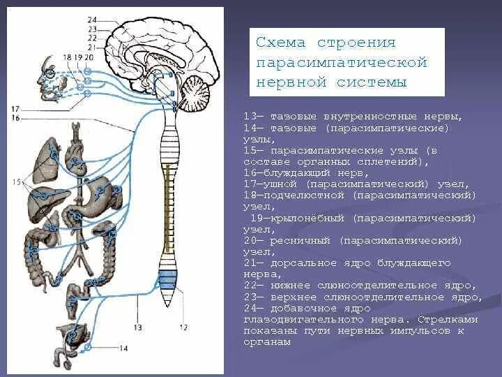 Расположение центров парасимпатической нервной системы Парасимпатическая система иннервирует