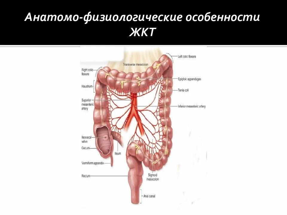 Анатомо физиологические особенности жкт. Анатомо физиологические особенности жкт