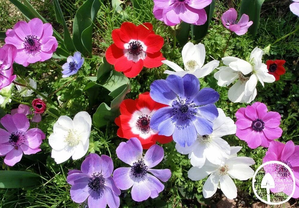 Анемоны цветы уход в открытом грунте. Анемона корончатая (Anemone coronaria). Анемона 2. Анемона корончатая сент Бриджит. Анемона бордюрная.