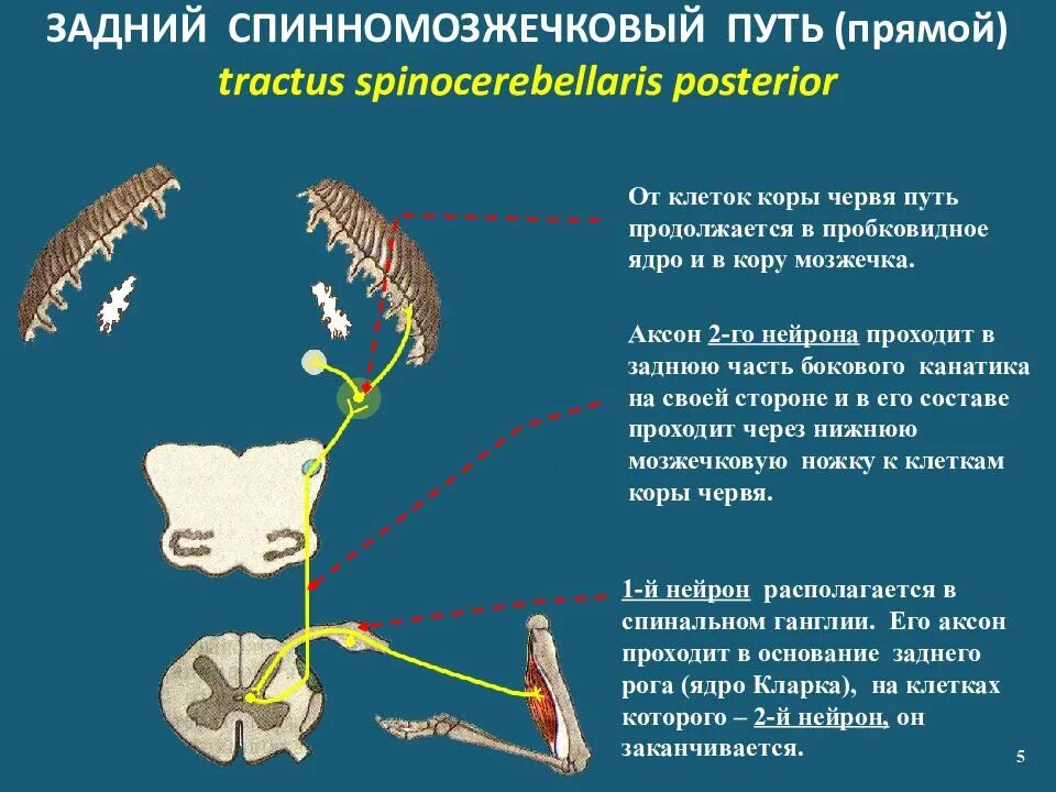 Спинно мозжечковые пути. Передний спинно-мозжечковый путь Говерса. Задний спинно-мозжечковый путь схема. Задний спинно-мозжечковый путь мозжечка. Задний спинно-мозжечковый путь (путь Флексига)..