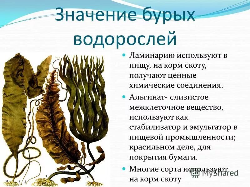 Где используются бурые водоросли. Бурые водоросли ламинария. ламинария 5 класс биология. роль бурых водорослей в природе. многообразие водорослей бурые водоросли.