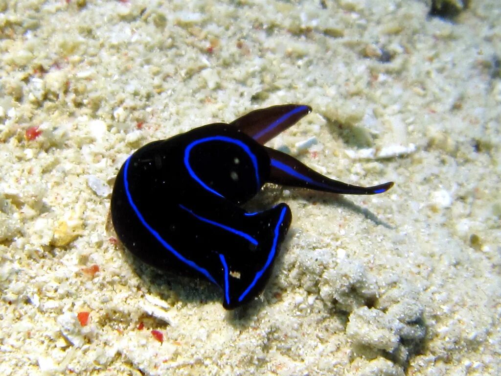 Glaucus atlanticus голубой дракон. морской голожаберный моллюск главк. синий дракон (морской слизняк). морской слизняк голубой дракон. главк атлантический (glaucus atlanticus).