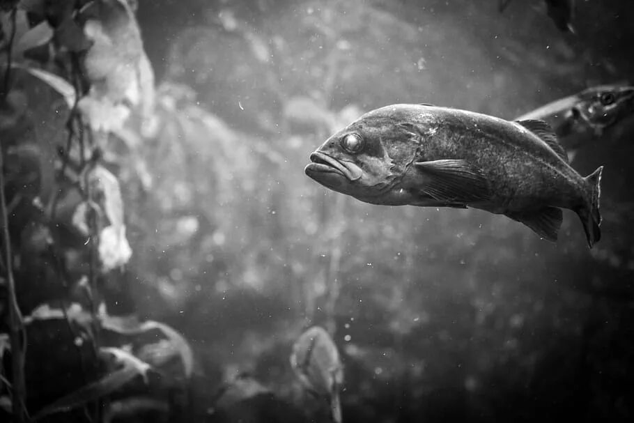 Fish inside fish