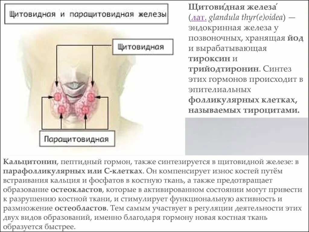 Гормоны щитовидной и паращитовидной железы. Гормоны фолликулярных клеток щитовидной железы. Регуляция щитовидной и паращитовидной железы. Щитовидная железа и паращитовидная железа.