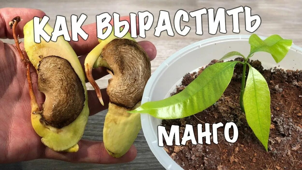 Какую землю для манго. Манго семя прорастить. прорастить косточку манго. пророщенная косточка манго. посадка пророщенной косточки манго.