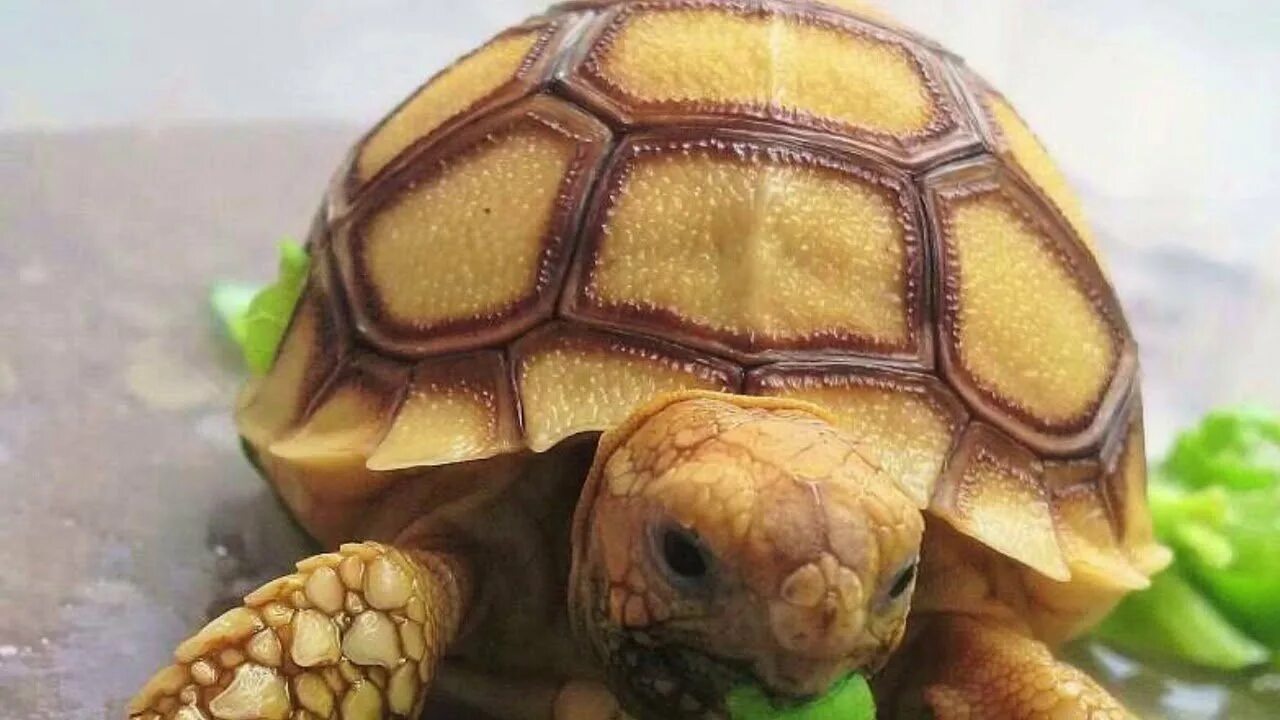 Черепаха домашнее фото. Сульката черепаха. Среднеазиатская черепаха. Среднеазиатская черепашенок. Сухопутная черепаха.