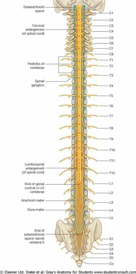 Схема сегмента спинного мозга. Строение нервов спинного мозга. Позвонки человека спинной мозг анатомия. Нервные корешки позвоночника схема.