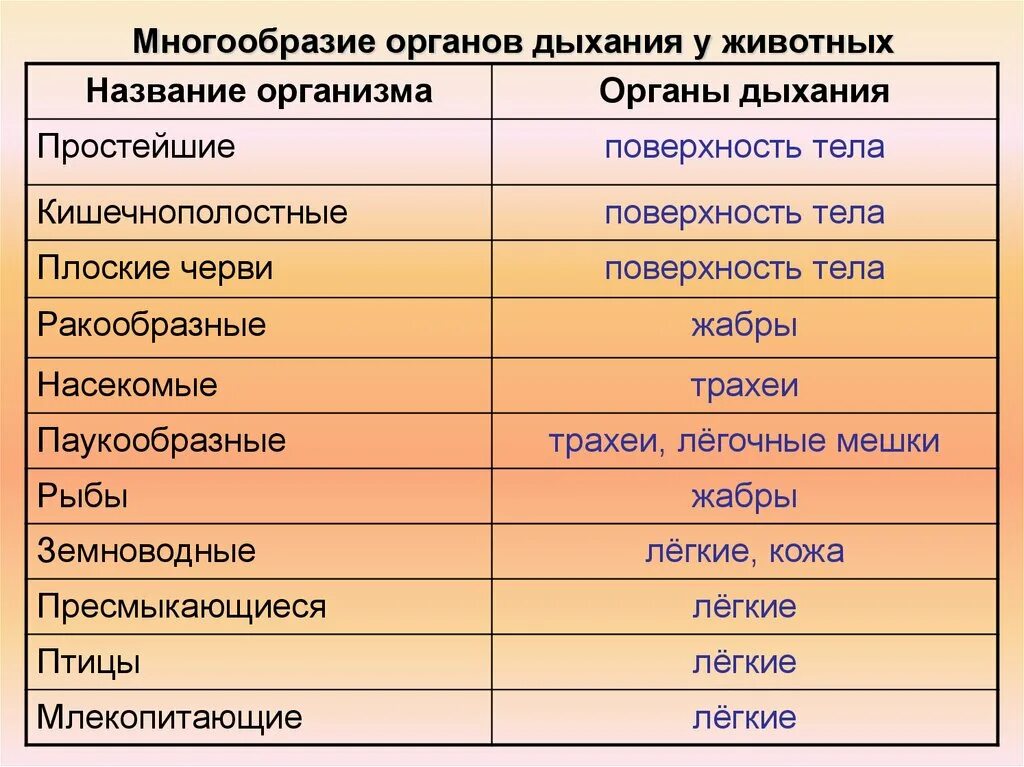 Особенности дыхания зверей. Органы дыхания животных. Типы дыхания у животных. Органы дыхания животных таблица. Типы дыхания у животных таблица.