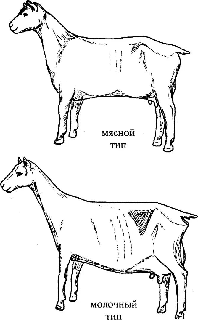 Внешний вид козы. Строение беременной козы. Схематическое изображение козы. Породы коз картинки.