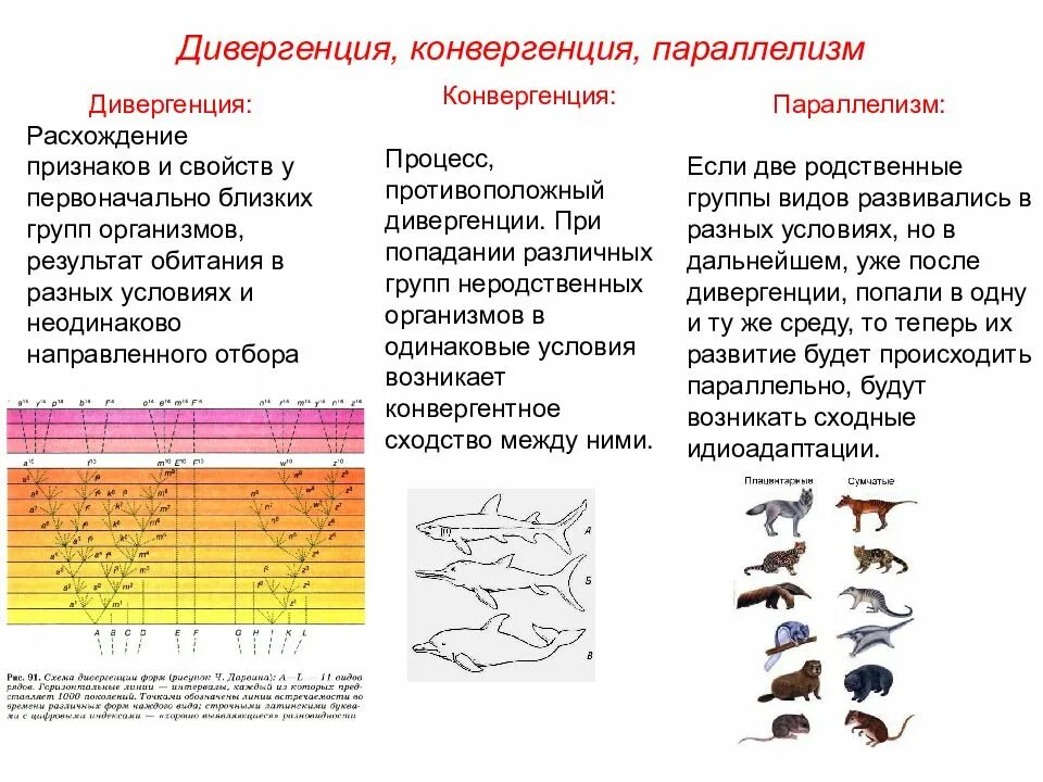 1 параллелизм. Формы эволюции дивергенция конвергенция параллелизм. дивергенция конвергенция и параллелизм результат. процесс расхождения признаков. конвергенция дивергенция параллелизм схема.
