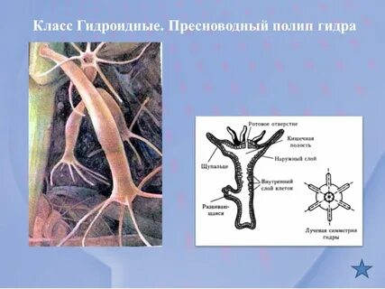 Симметрия пресноводной гидры
