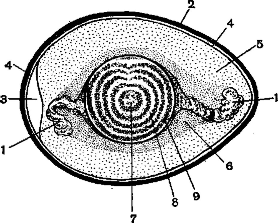 Яйцо 1 клетка. Строение яйца птицы. Схема строения яйцеклетки курицы. Схема строения яйца птицы. Схема строения яйца курицы.