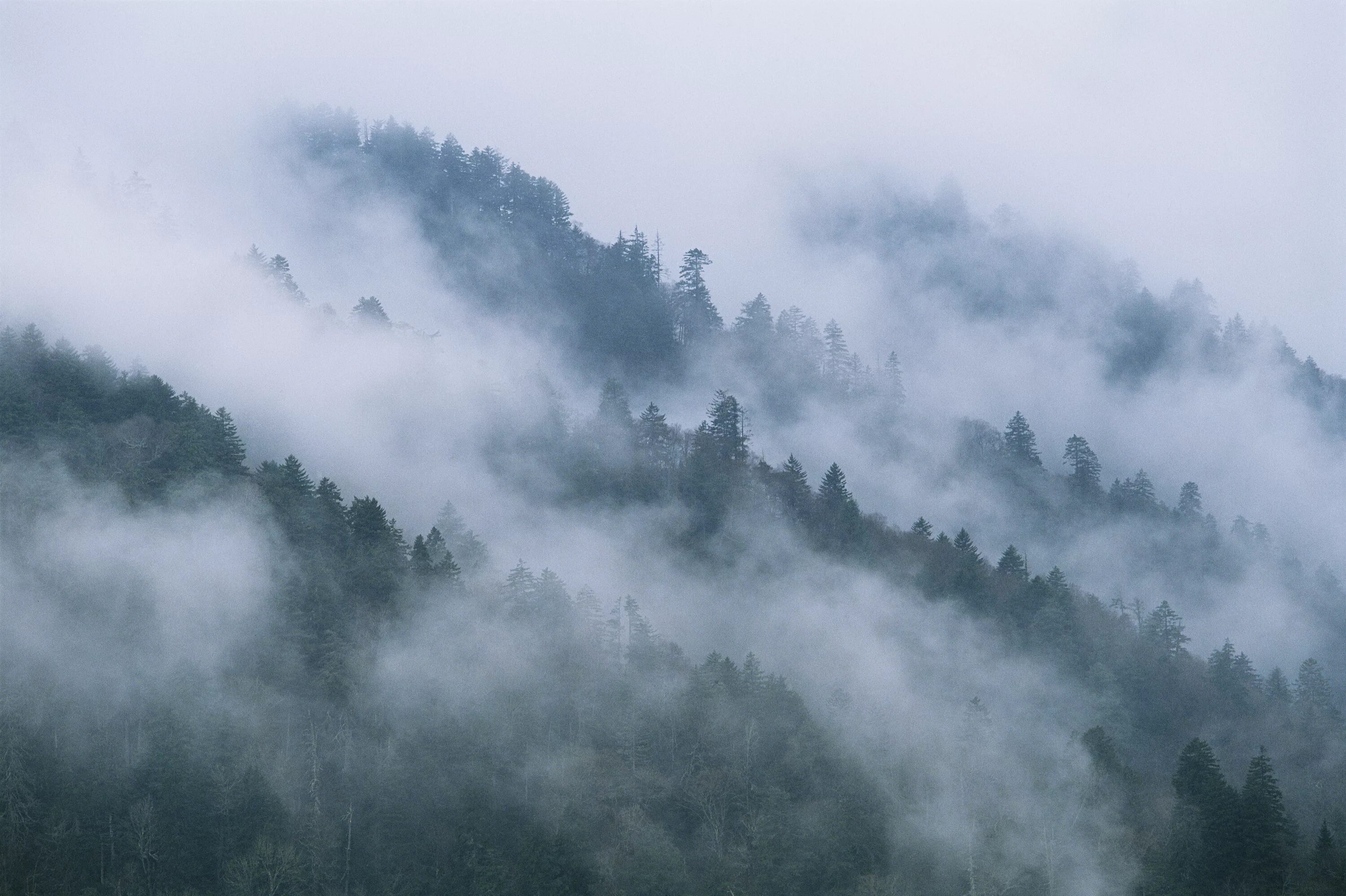 In the fog портал