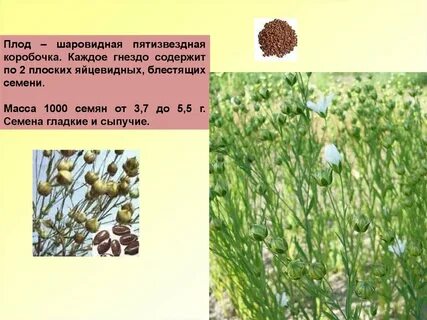 Стадии развития льна