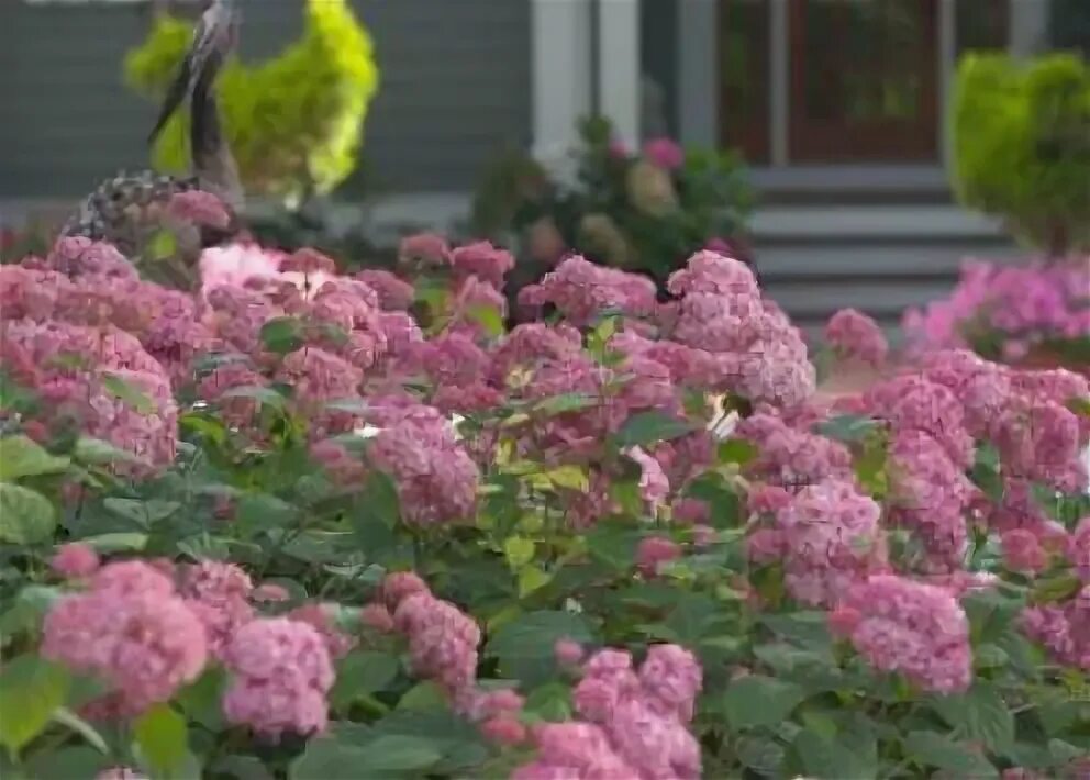Pink pincushion гортензия фото и описание Гортензия тач оф пинк фото купить по низкой цене на Яндекс Маркете