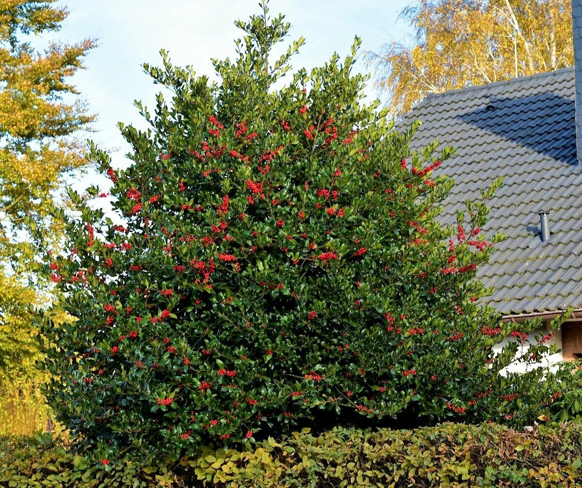 Glossário de Termos Técnicos - D/E - FazFácil Holly plant, Holly tree, Christmas