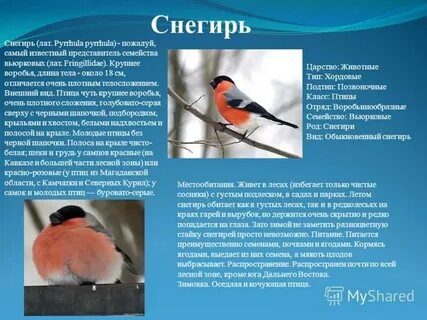 Снегирь описание для детей