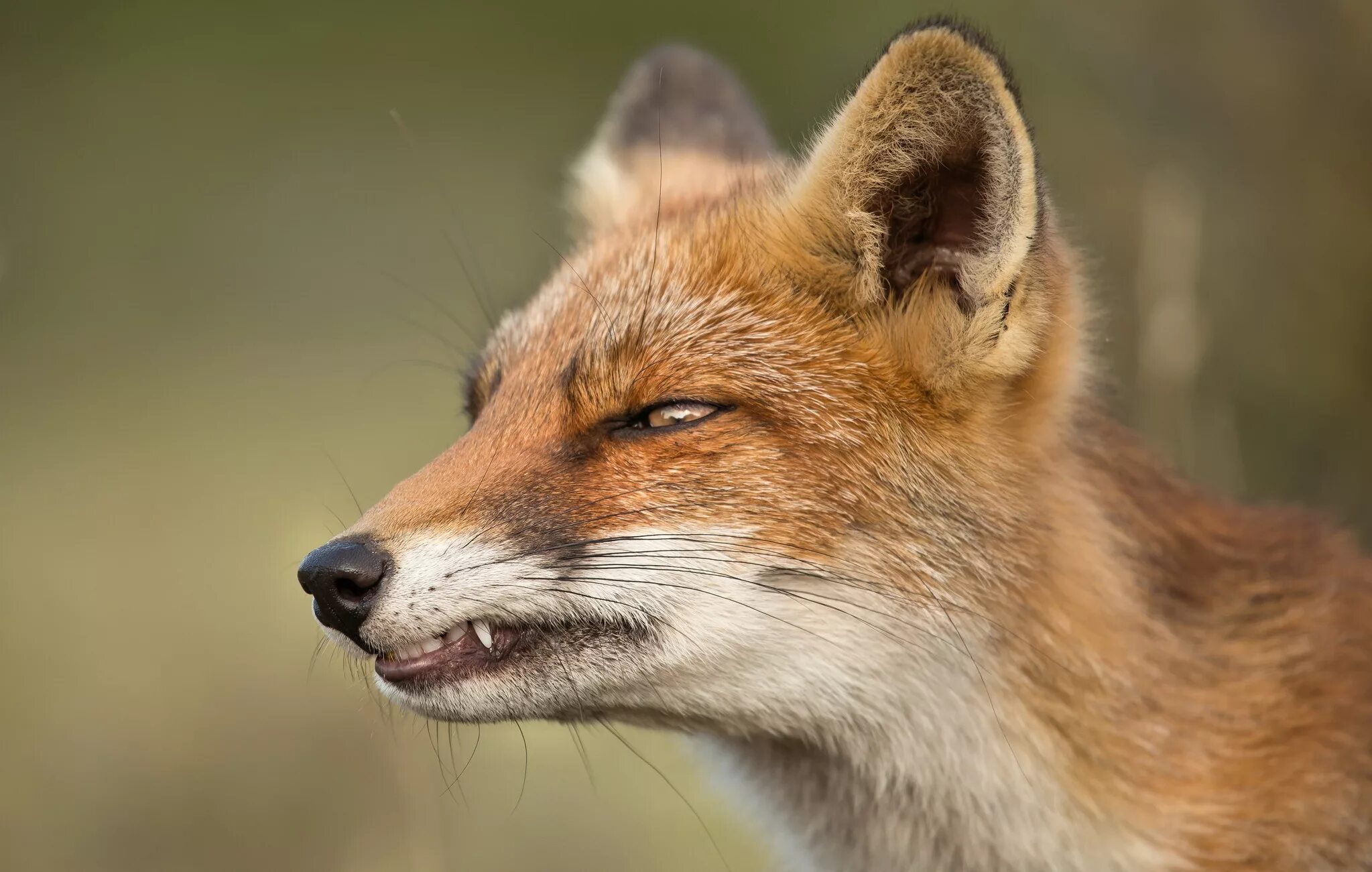 Лиса плотоядная. Хищный лис. Хищные животные лиса. Лиса. Лиса плотоядная.