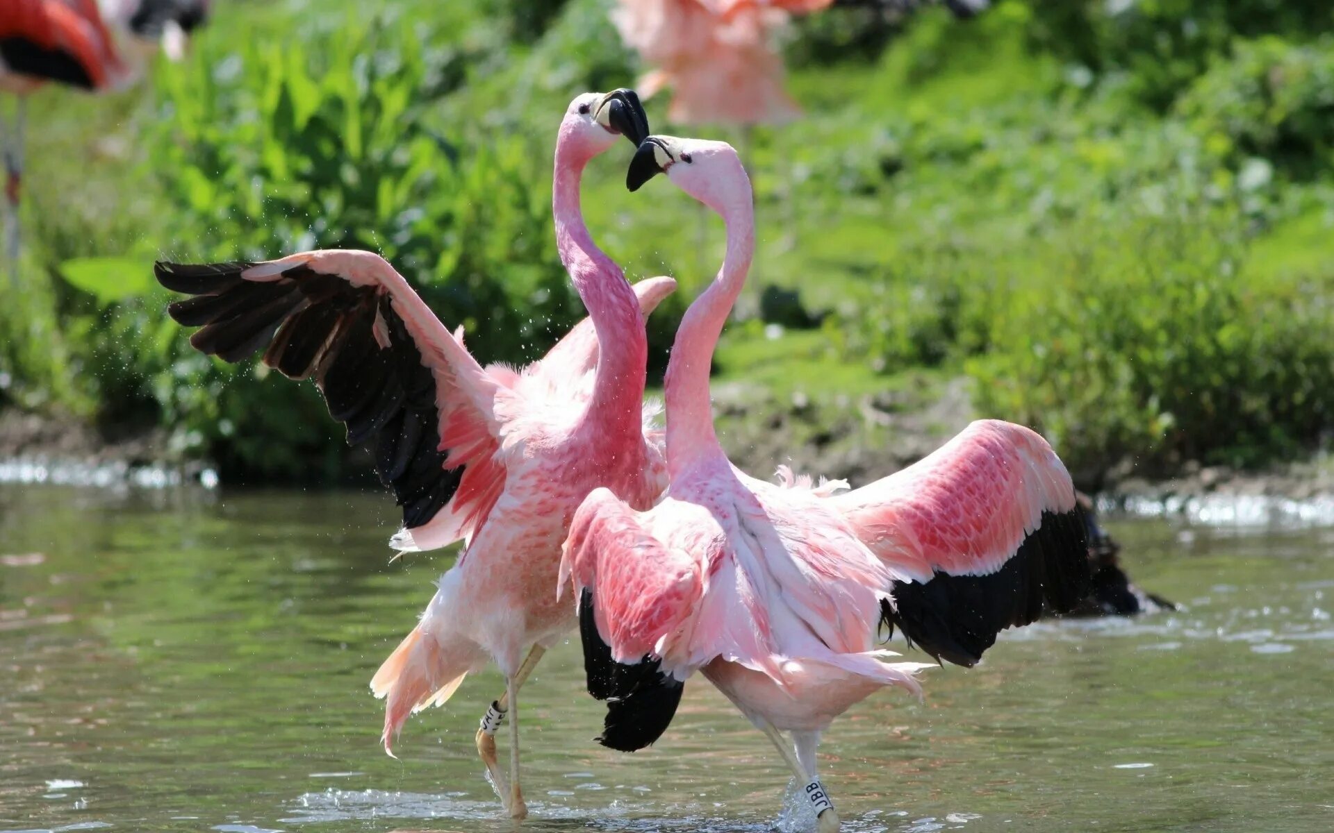 Фламинго танцует. Африканский Фламинго. Андский Фламинго. Розовый Фламинго. Розовый Фламинго птица.