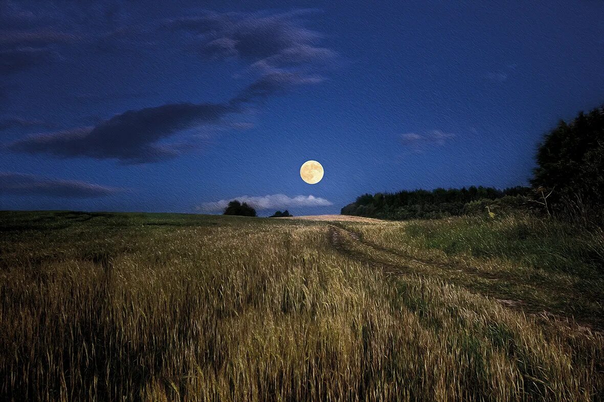 природа чб. сказочная луна. снег пасмурно. верхушки деревьев. «ночь в лесу».
