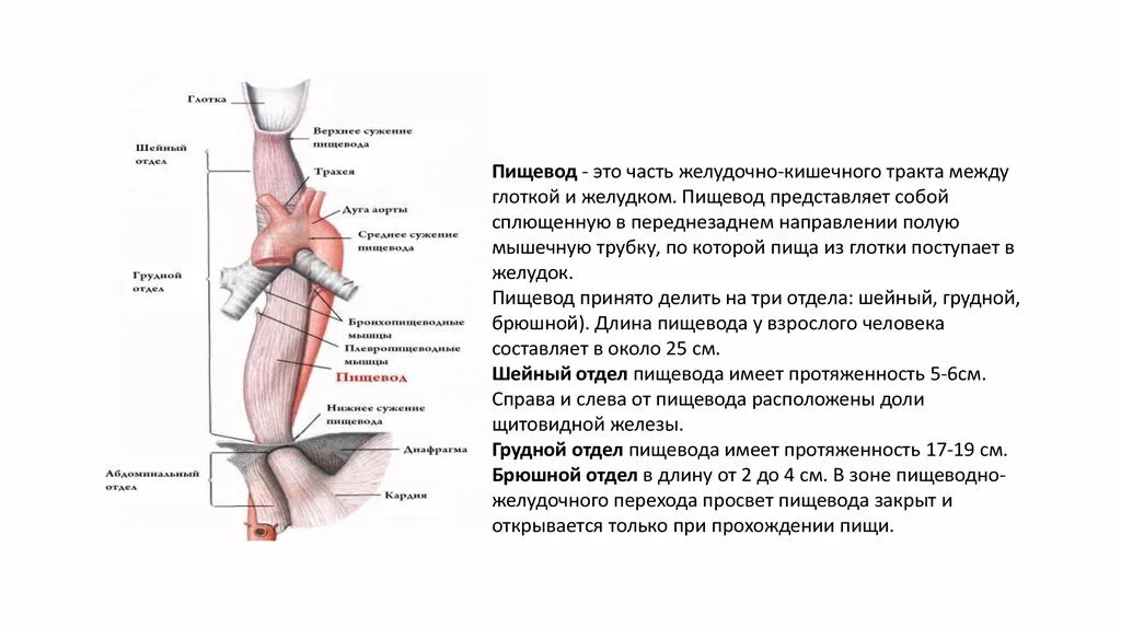 Положение пищевода