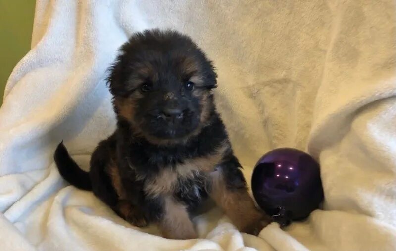 оба щенков. отдам даром собаку в луганске. оба щенков. собаки бийск щенки. оба щенков.