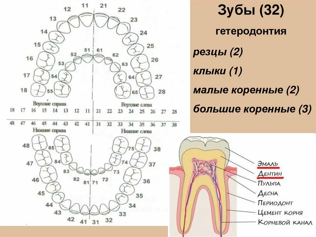 Зубы названия сверху и снизу. Система нумерации зубов. Схема расположения зубов. Схема зубов с названиями.