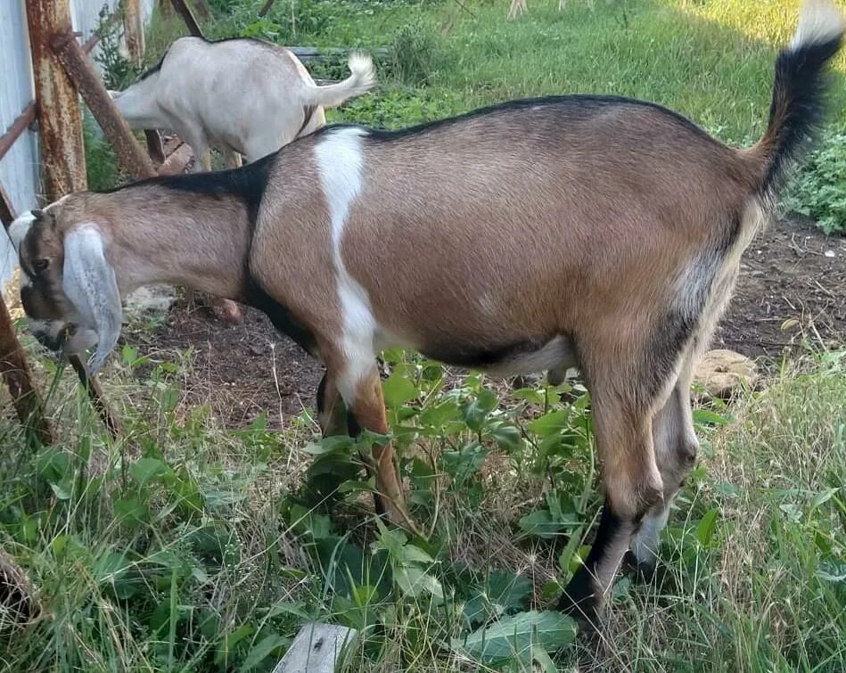 Нубийские козы белые. Англо нубийский козел. Коза альпо нубийской породы. Базаркин нубийские козы. Нубийские козы сколько дают