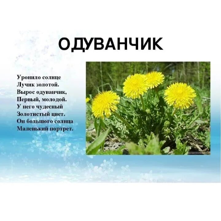 Уронило солнце лучик золотой вырос. Стихотворение про одуванчик. Стих про одуванчик для детей. Уронило солнце лучик золотой.