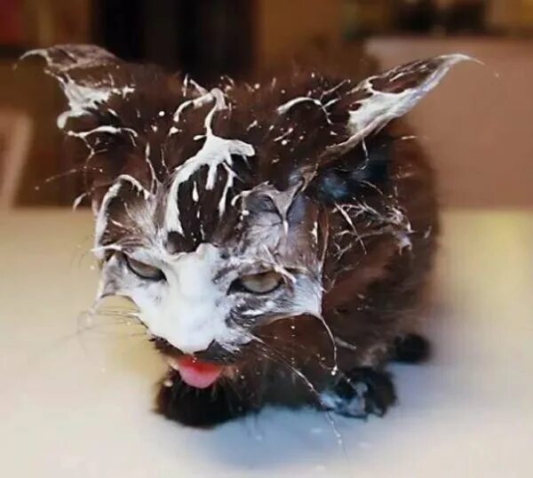 шпиц в луже. рыжий кот улыбается. морда упала. упала с самосвала тормозила головой. рыжий кот смеется.